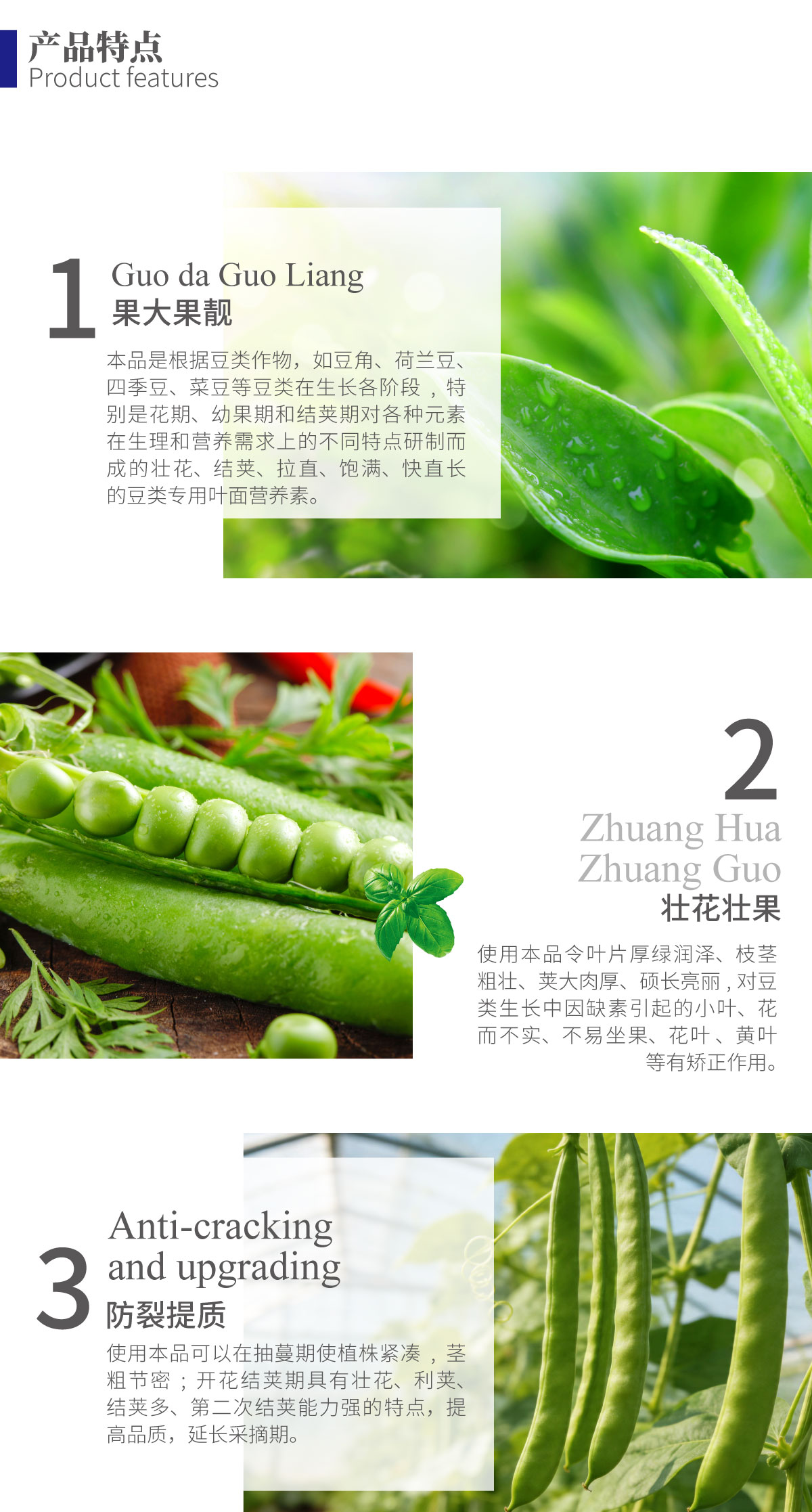 详情页-豆角嫩直花荚多_02.jpg