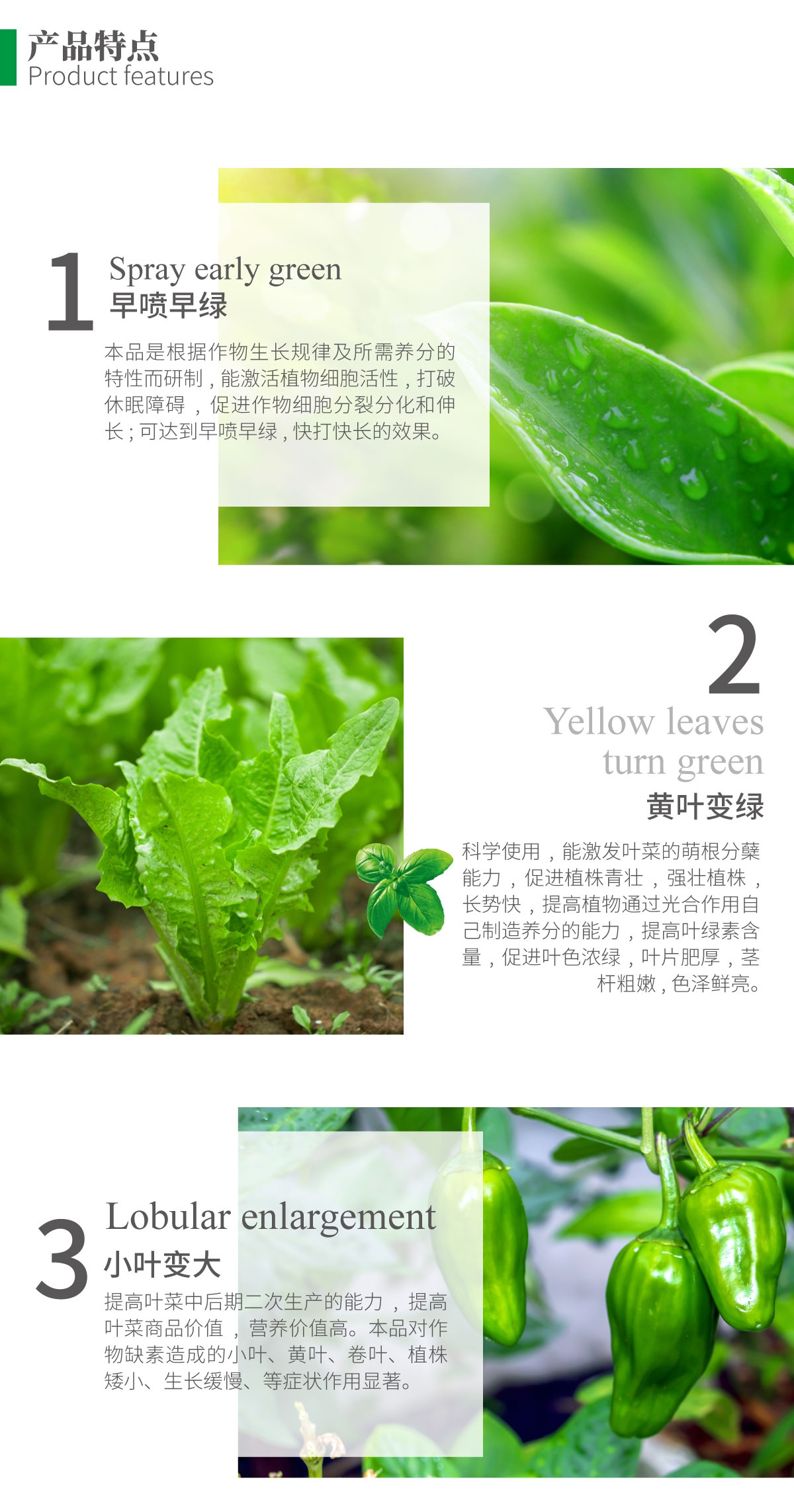 详情页-绿叶壮_02.jpg